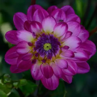 艳丽花朵头像娇艳唯美的大丽花图片