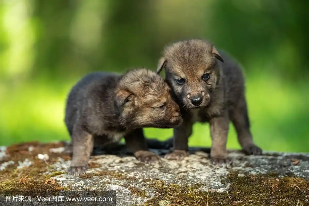 小狼,可爱的,新生动物,野生动物,图像