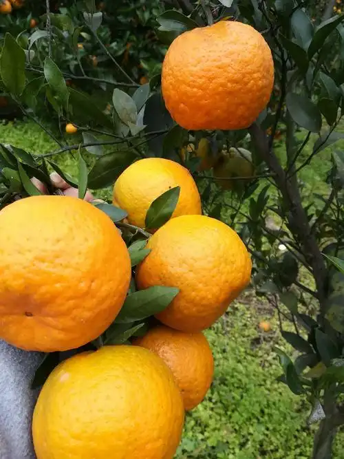 椪柑成熟季