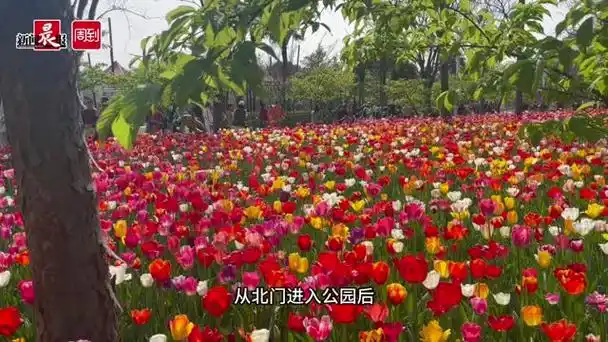 春日限定浪漫!静安大宁公园50万株郁金香绚烂绽放