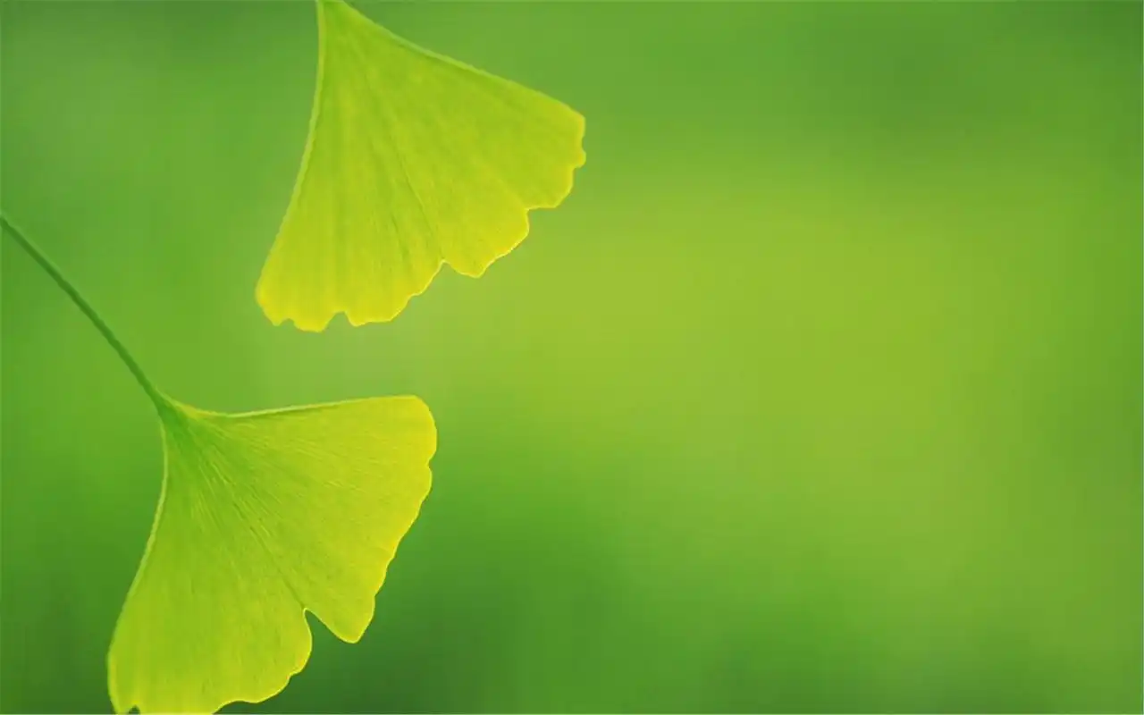 绿色叶子清新护眼精选高清电脑壁纸图片下载