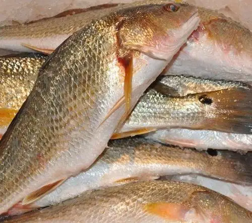 想问一下,这是什么鱼