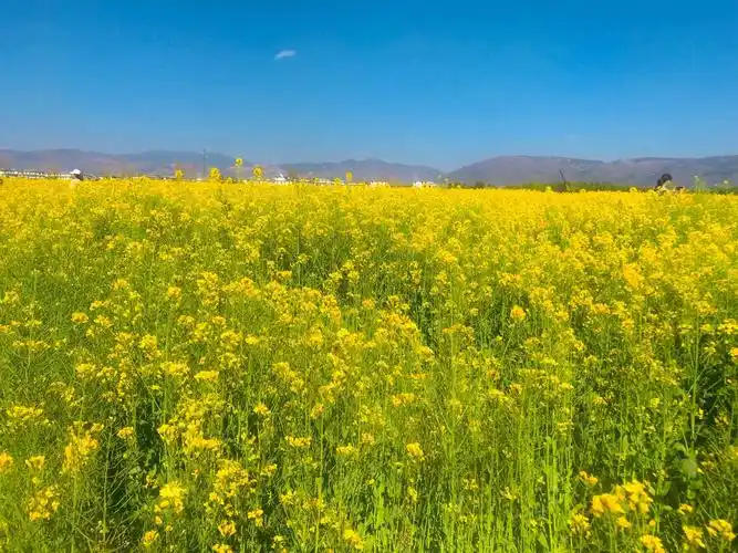 春天里的田园风光