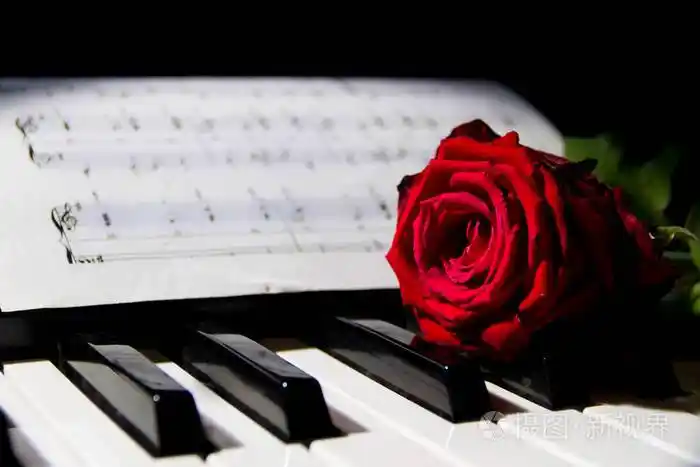 钢琴琴键上的一朵红玫瑰