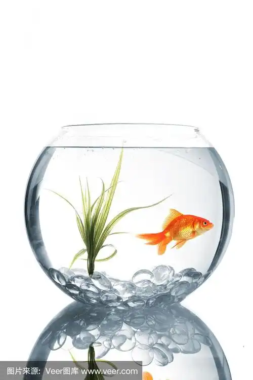 鱼缸里的金鱼