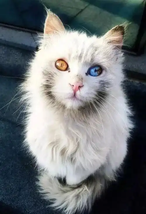 【20220421】全球最贵最好看的猫咪!