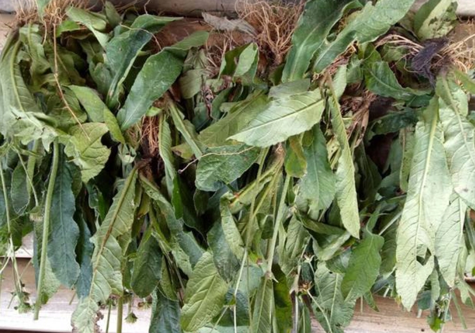 这种植物俗称"土柴胡",只卖根部一斤30元,用来炖汤味道很香