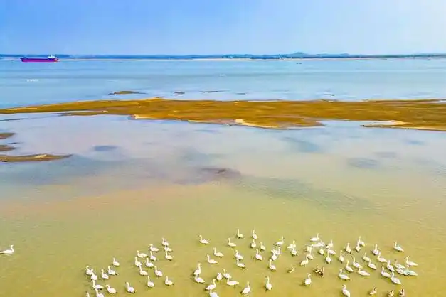 安徽望江娘娘树沙滩,环境优美,空气清新,是新晋一处网红打卡地