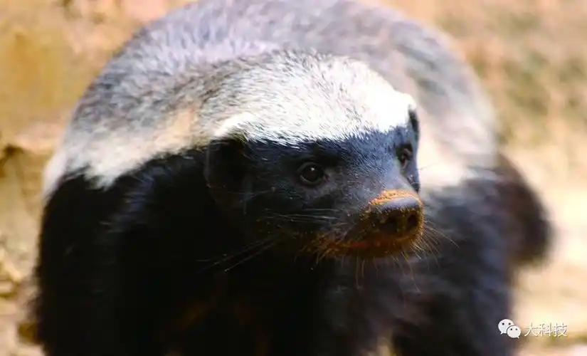 谁最不怕死?——蜜獾