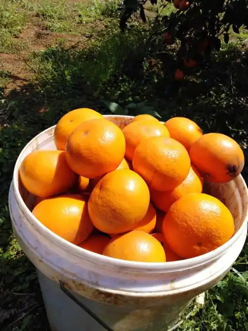 自家武鸣沃柑今日好评