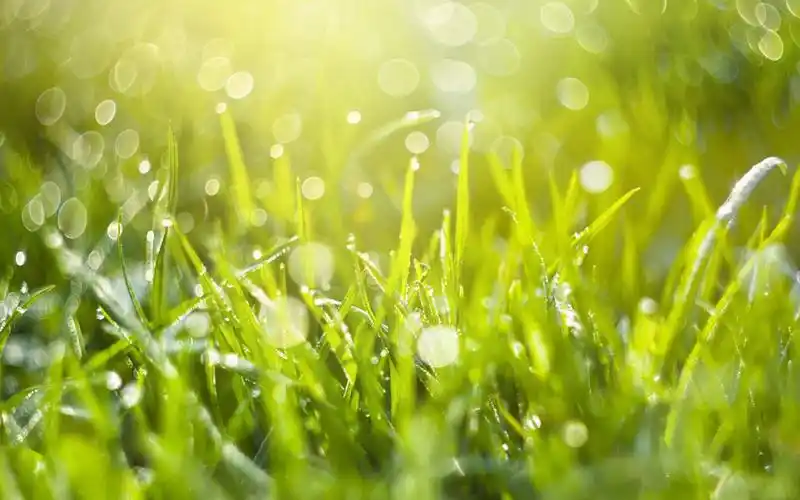 绿色护眼清新植物写真,高清图片,电脑桌面-壁纸族