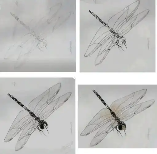 工笔蜻蜓步骤图