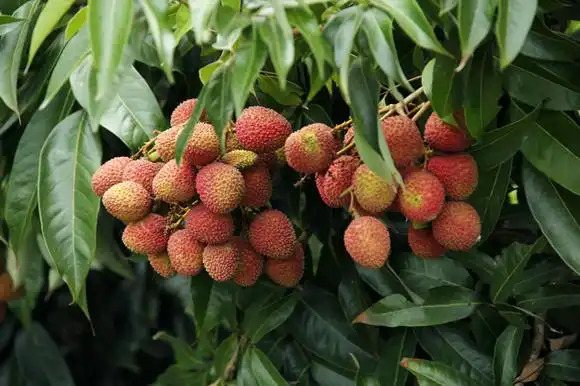 海南|火山村荔枝