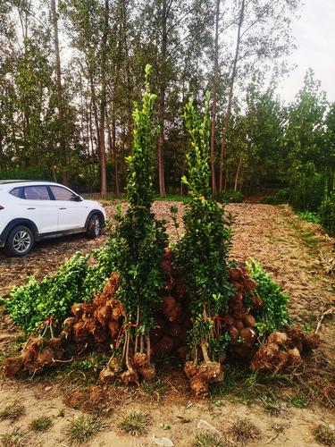 北海道黄杨围墙树苗大叶直立冬青庭院高档篱笆苗围墙耐寒四季常青