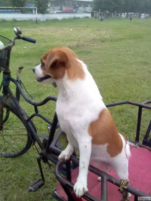 急!寻狗!3.8日早晨在天桥附近走失黄白花小狗!附图!