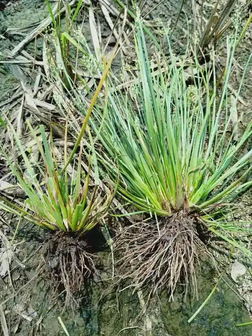 5,莎草科难除杂草——日照飘拂草