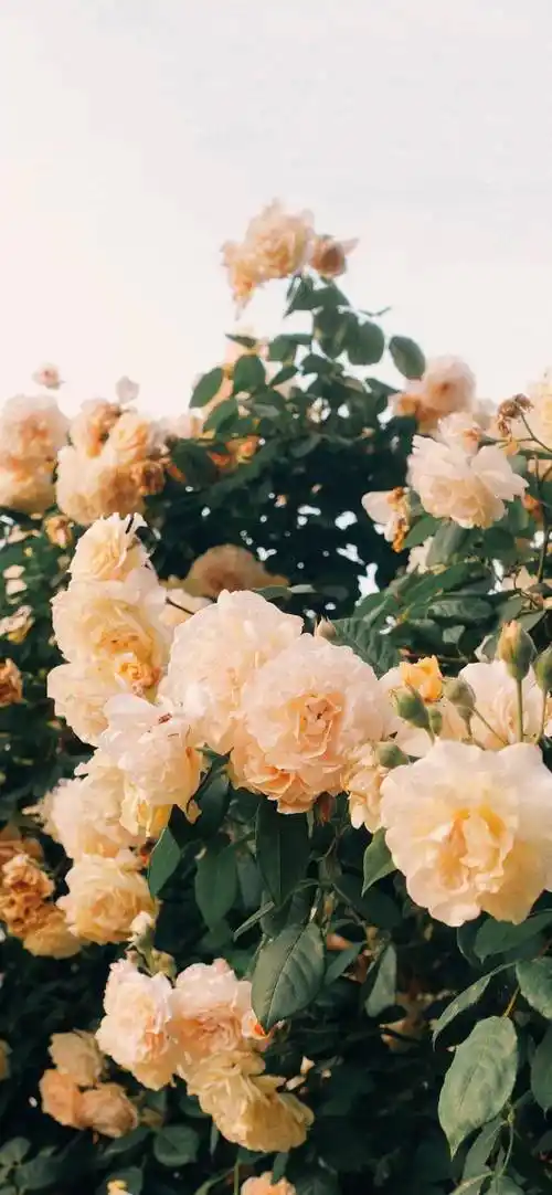 iphone壁纸苹果安卓全屏壁纸