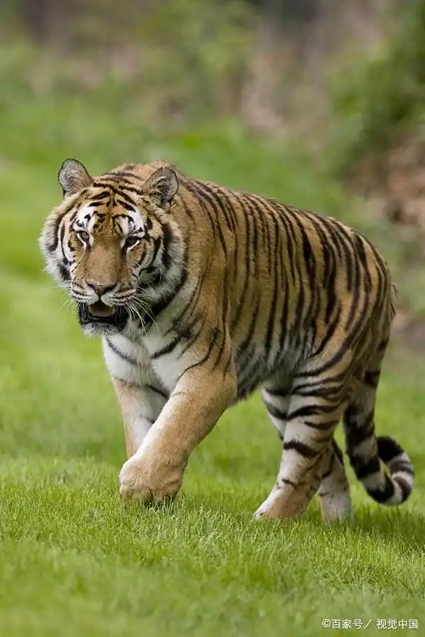 孟加拉虎的生活习性,你了解吗?
