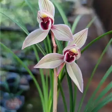 心心相印 - 中国兰花交易网