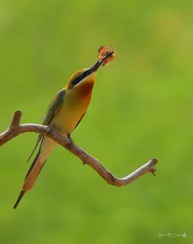栗喉蜂虎中国最美丽的鸟