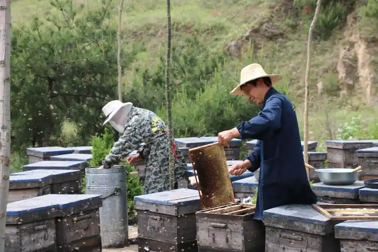 【陕西-商州】在商山深处,勤劳的养蜂人忙碌工作中