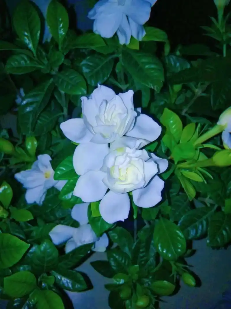 栀子花语永恒的爱