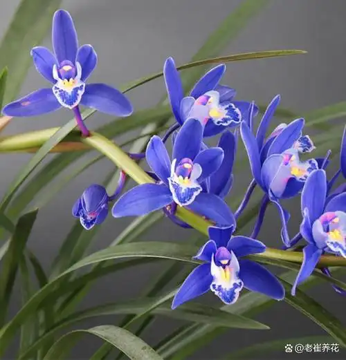 云南一教授,深山发现"天价"兰草,可惜不识货,放在家里当草养