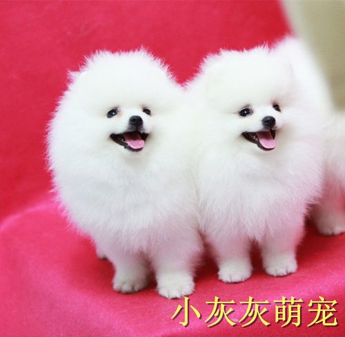 小型犬活体宠物狗已售6新品淘宝￥2000折后价￥2000小体博美幼犬活体