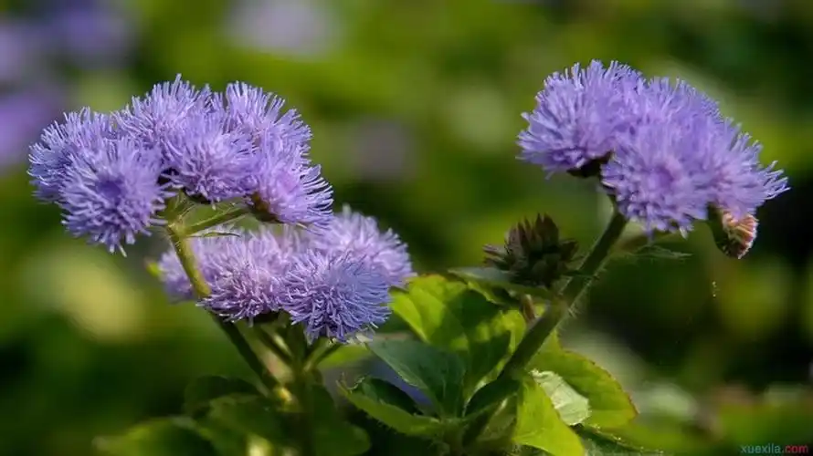 藿香草的食用方法_藿香草怎样食用