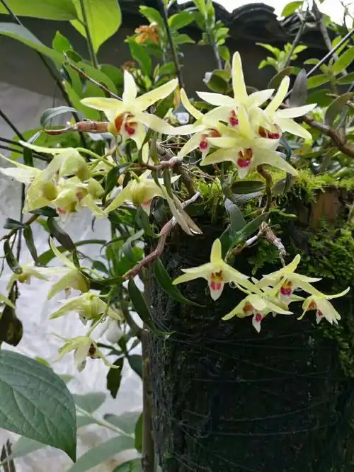 05.28   家里的铁皮石斛开花了