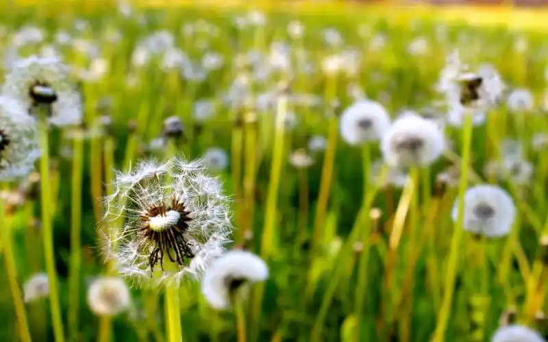 分享一组唯美蒲公英壁纸图片给大家,蒲公英花语:有着充满朝气的黄色