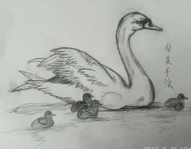 分享速写天鹅构图的技巧