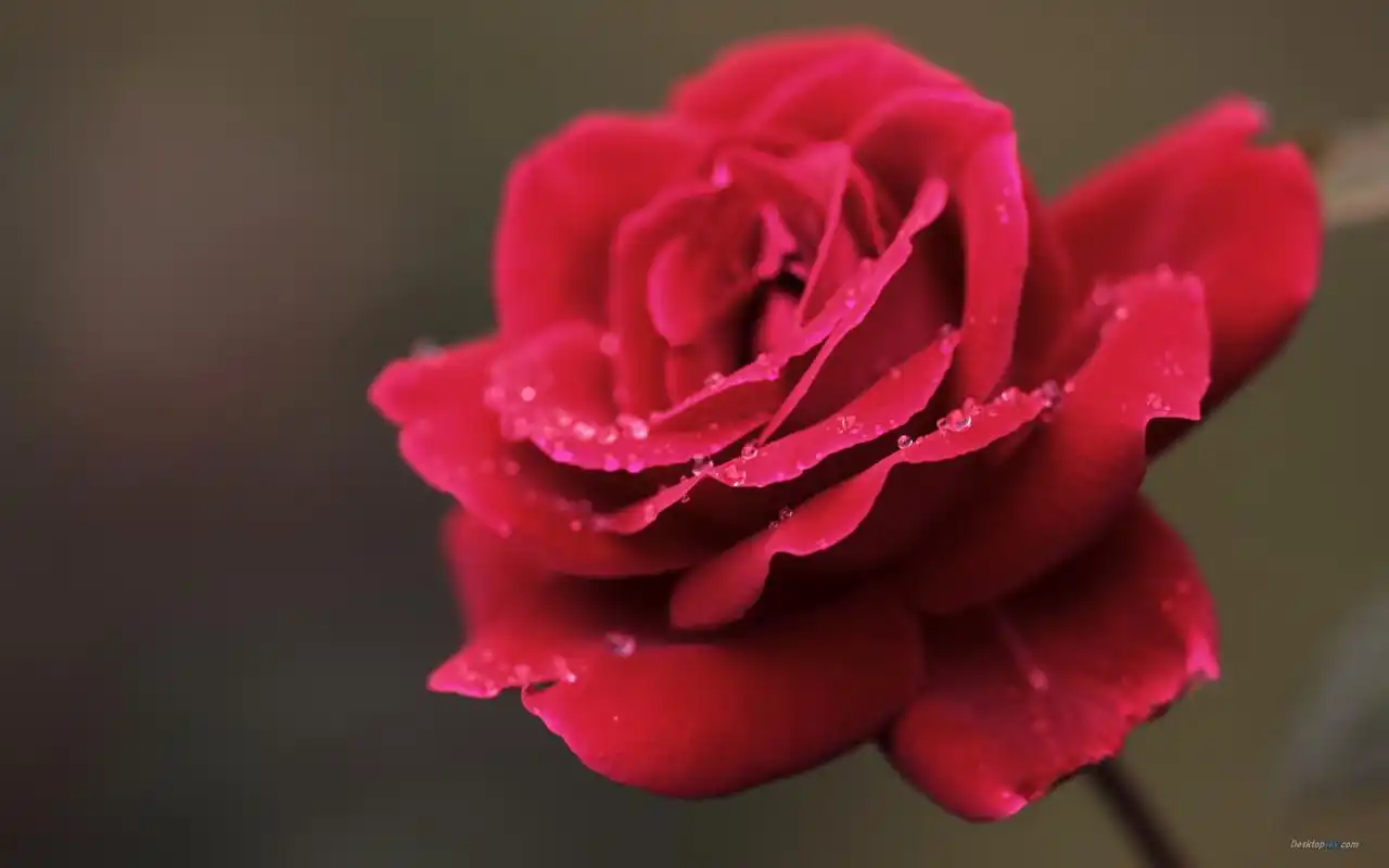 七夕情人节浪漫甜蜜唯美红玫瑰高清特写桌面壁纸(一)