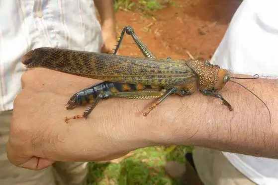 看看这个大蚂蚱有20公分以上长吧.