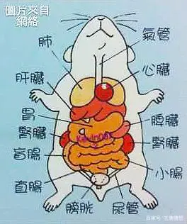 "小肚鸡肠"又见[鼠腹鸡肠] 那鼠腹有多大?