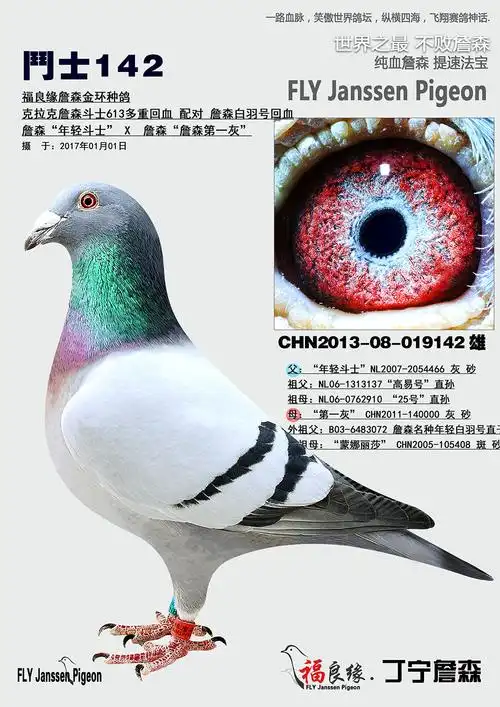 信鸽在线拍卖平台 - 中国信鸽信息网