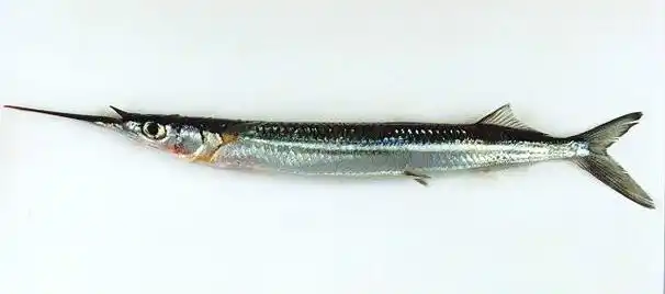 a target="_blank" href="/item/尾斑圆颌针鱼/5741718" data-lemma