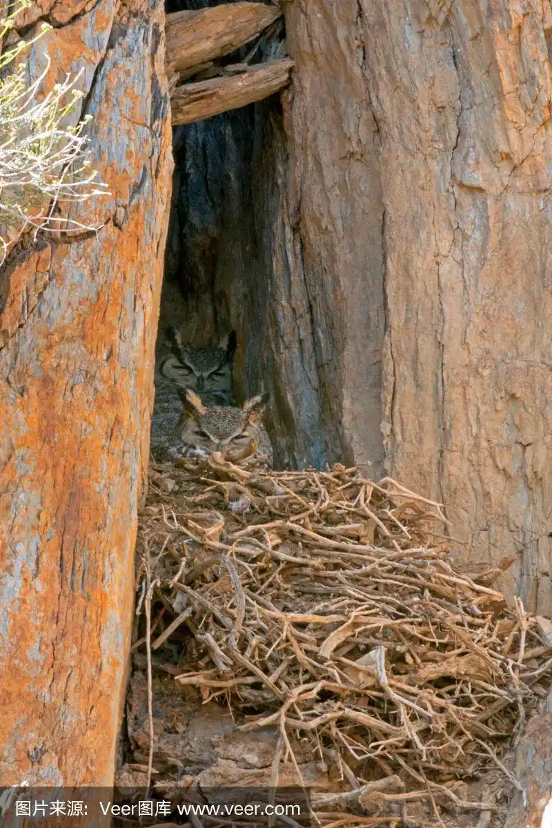 一对大角猫头鹰在巢中休息