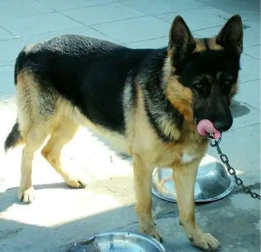 中国长毛狼犬威武霸气丝毫不输德牧黑背