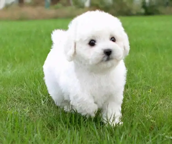 比熊幼犬图片(把) - 赤虎壹号