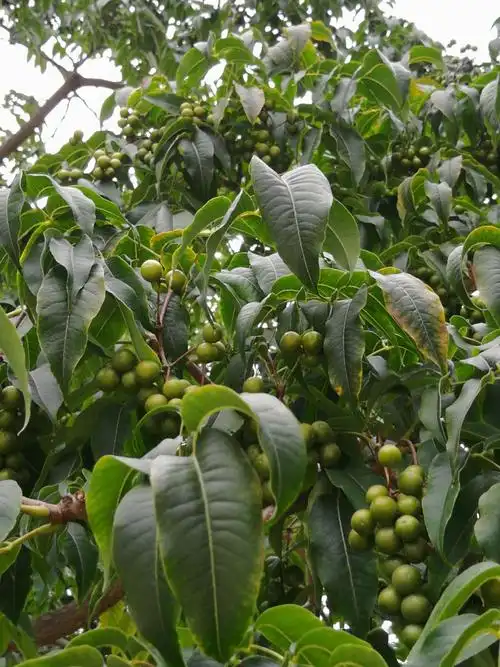 满树黄檗(东师大生命广场)