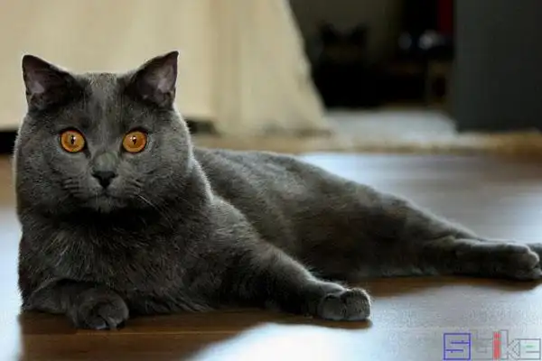 沙特尔蓝猫_沙特莱克斯猫_卡尔特猫_沙特尔猫_夏特尔蓝猫
