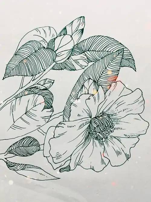 黑白装饰画花卉系列茶花