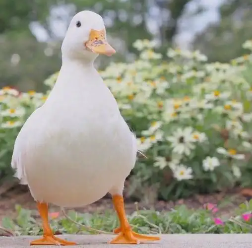 最近很火的小鸭子头像,抖音很火的鸭子头像(据说看见这条的人最近都会