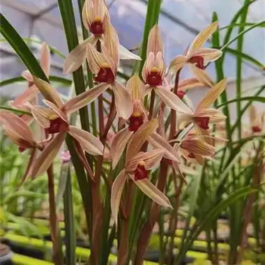 春剑名品柳风红素爷孙苗带芽