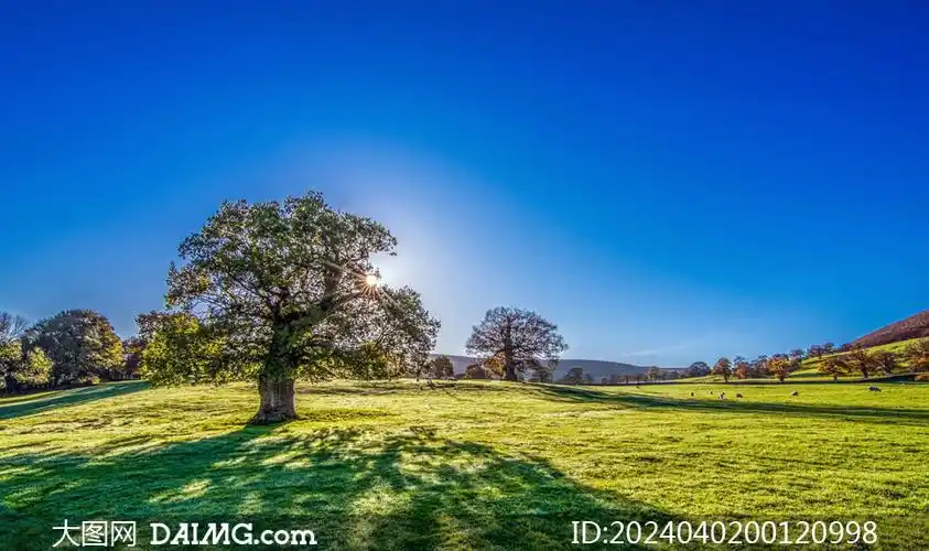 蓝天下的绿色草地和大树摄影图片