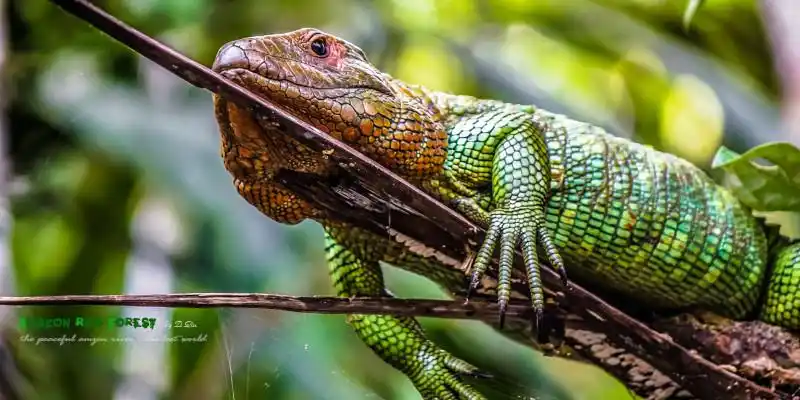 漂向雨林深处,探秘奇幻亚马逊