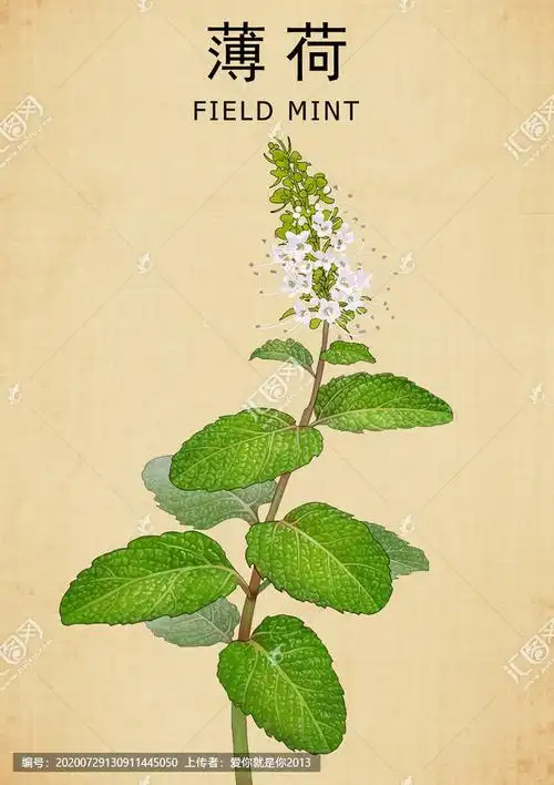 薄荷 手绘薄荷 薄荷包装 中草药包装插画 薄荷叶 银丹草 草药 药材 中