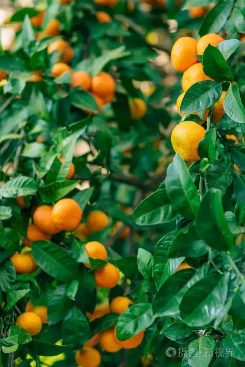 成熟的橘子.黑山恐遭