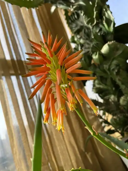 芦荟开花了🌼开花🪷